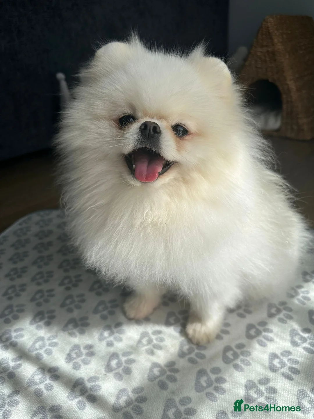 Pomeranian dogs for sale: White male Pomeranian age 3 - Advert 1