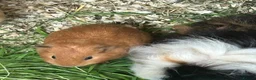 Guinea Pig rodents for sale: Baby Guinea pigs - Advert 4
