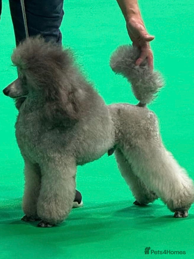 Miniature Poodle dogs Silver Miniature Poodle for stud - Advert 4