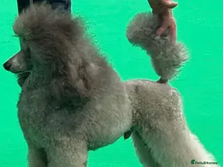 Miniature Poodle dogs Silver Miniature Poodle for stud - Advert 4