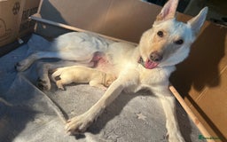 Mixed Breed dogs for sale: 2 male Sheprador puppies for sale - Image 3