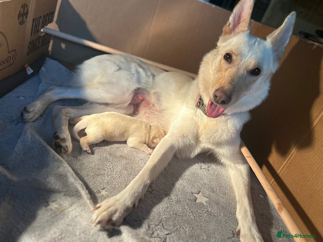 Mixed Breed dogs for sale: 2 male Sheprador puppies for sale - Image 3