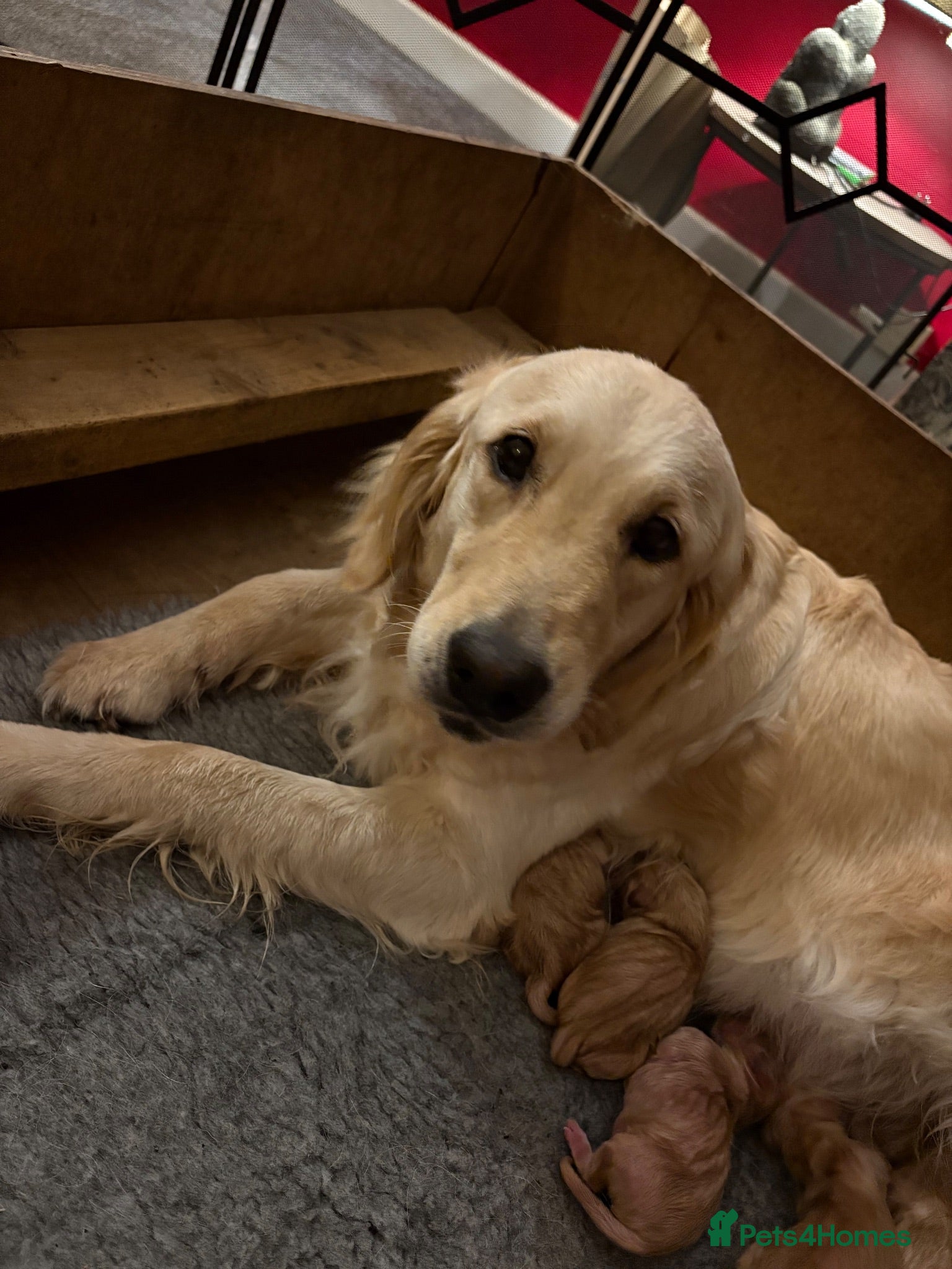 Golden Retriever dogs Golden retriever puppies  - Advert 11