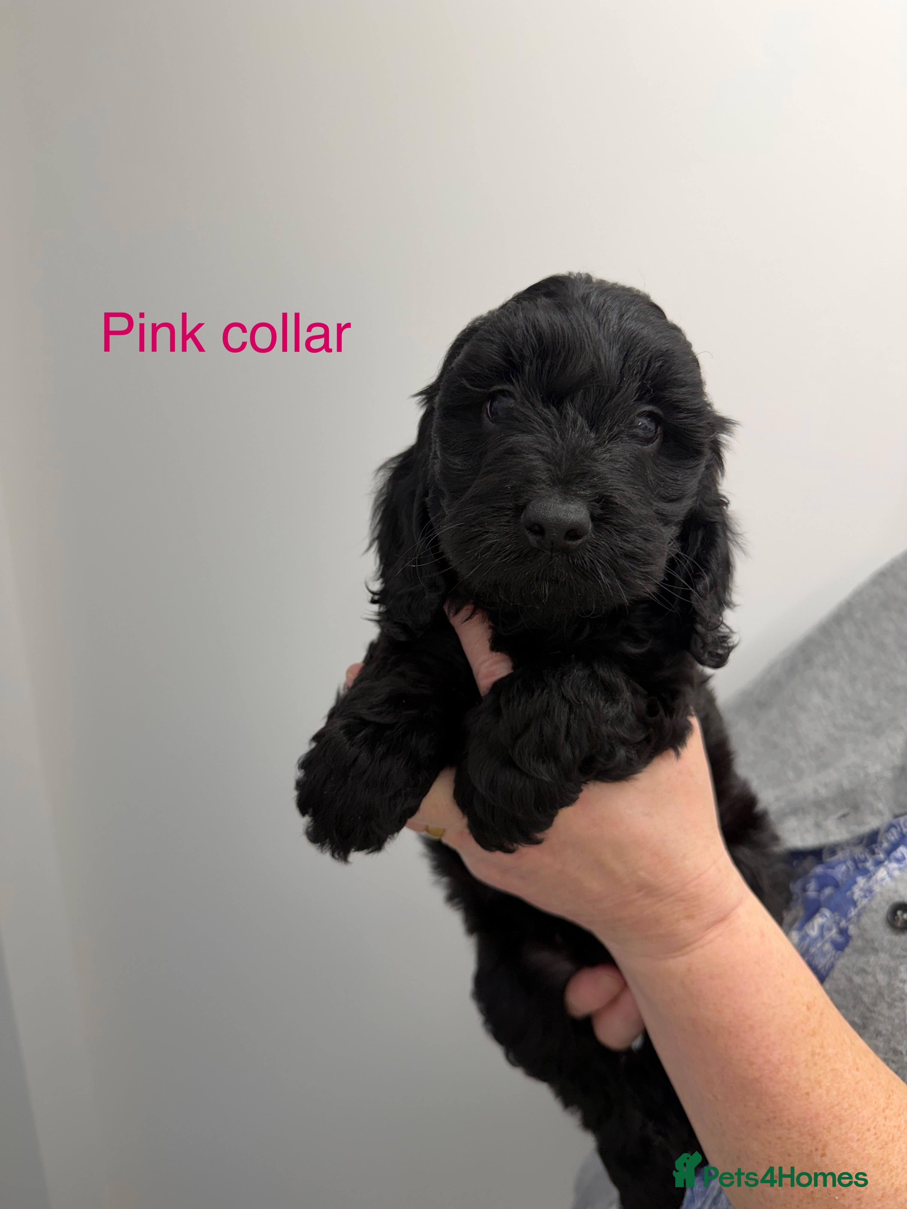 Cockapoo dogs Cockapoo puppies F1 - Advert 11