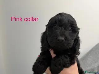Cockapoo dogs Cockapoo puppies F1 - Advert 2