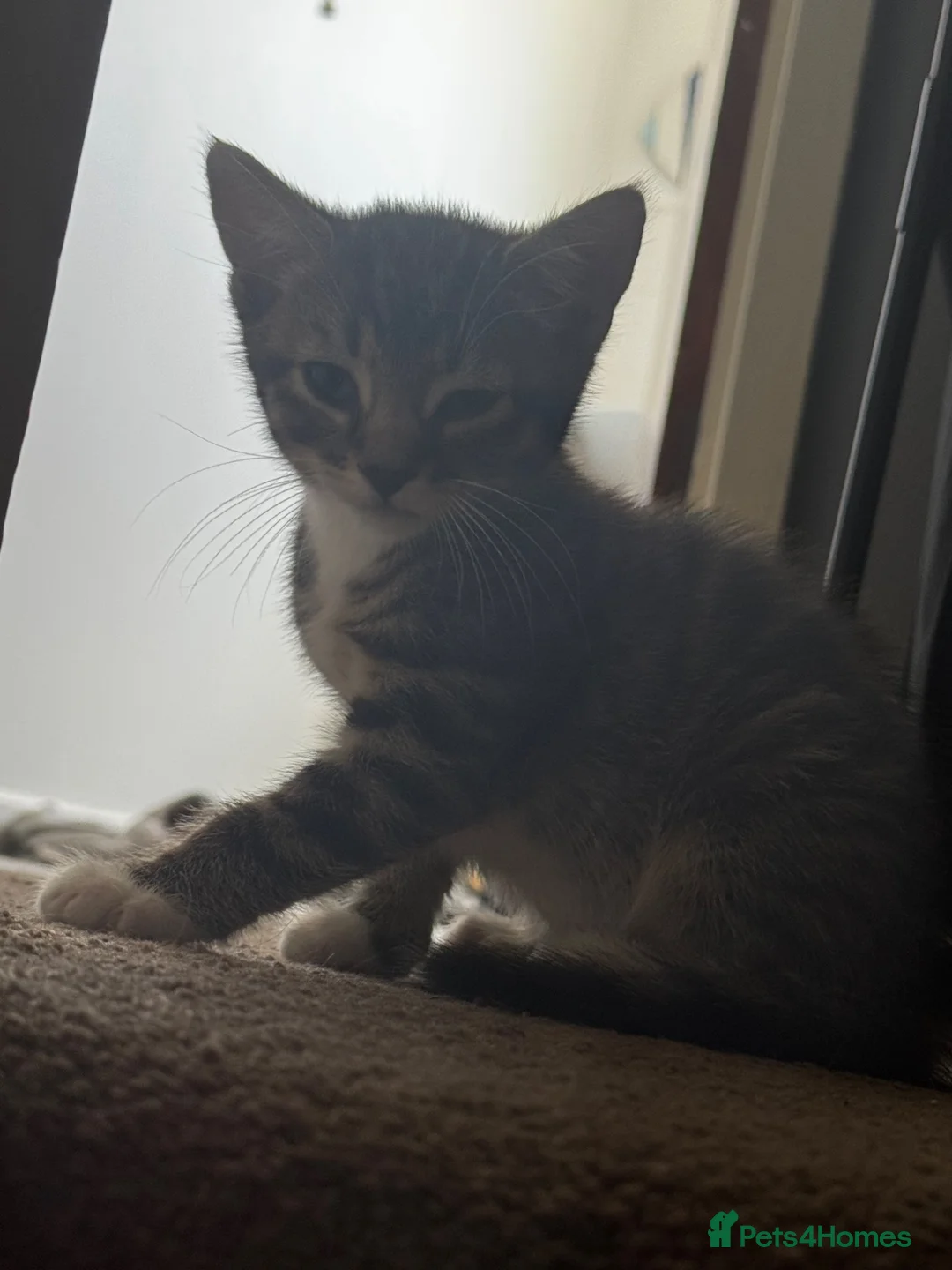 Bengal cats for sale: Bengal and tabby kittens in Southampton - Advert 7