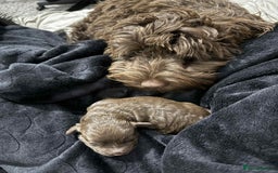 Cockapoo dogs for sale: Cockapoo  - Image 12