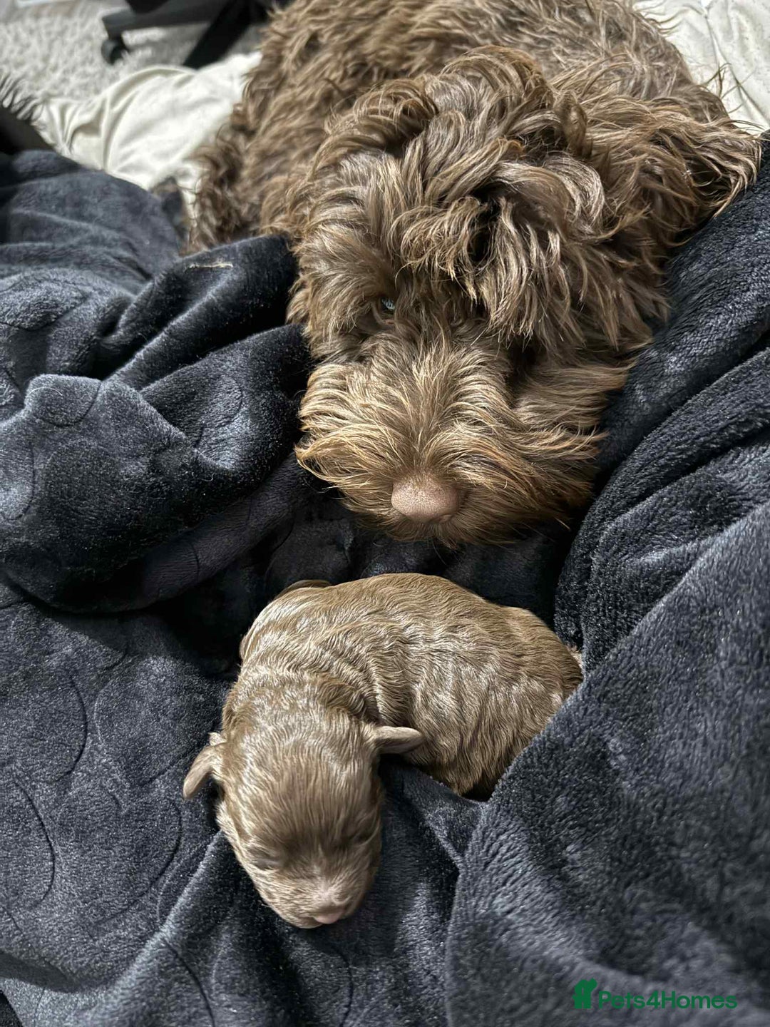 Cockapoo dogs for sale: Cockapoo  - Image 12