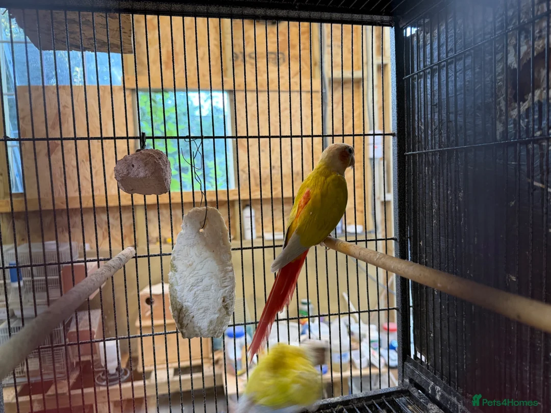 Conures birds for sale: Suncheek Conure breeding pair  - Advert 2
