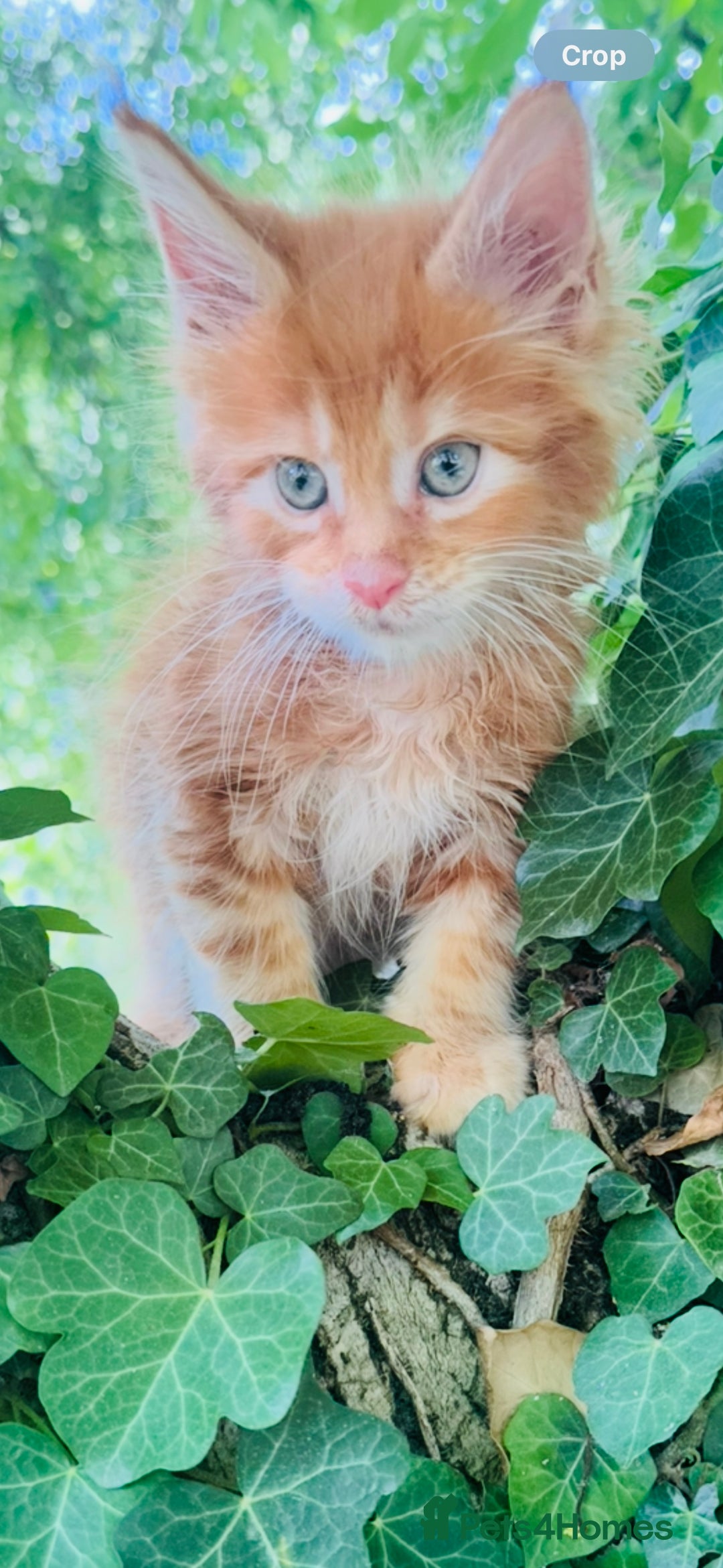 Maine Coon cats for sale: Stunning Pure Breed Maine Coon Kittens  - Image 3
