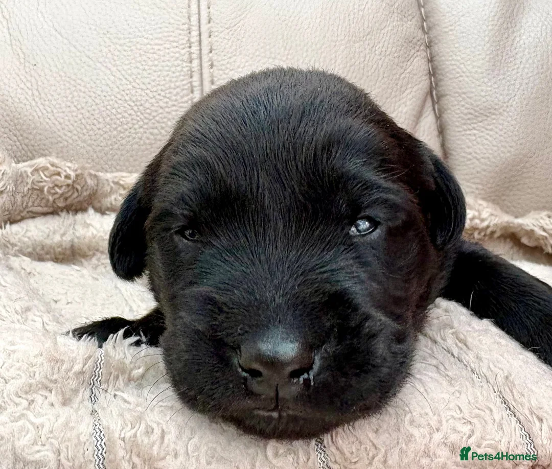 Labrador Retriever dogs for sale: Labrador Retriever Puppies - Advert 2