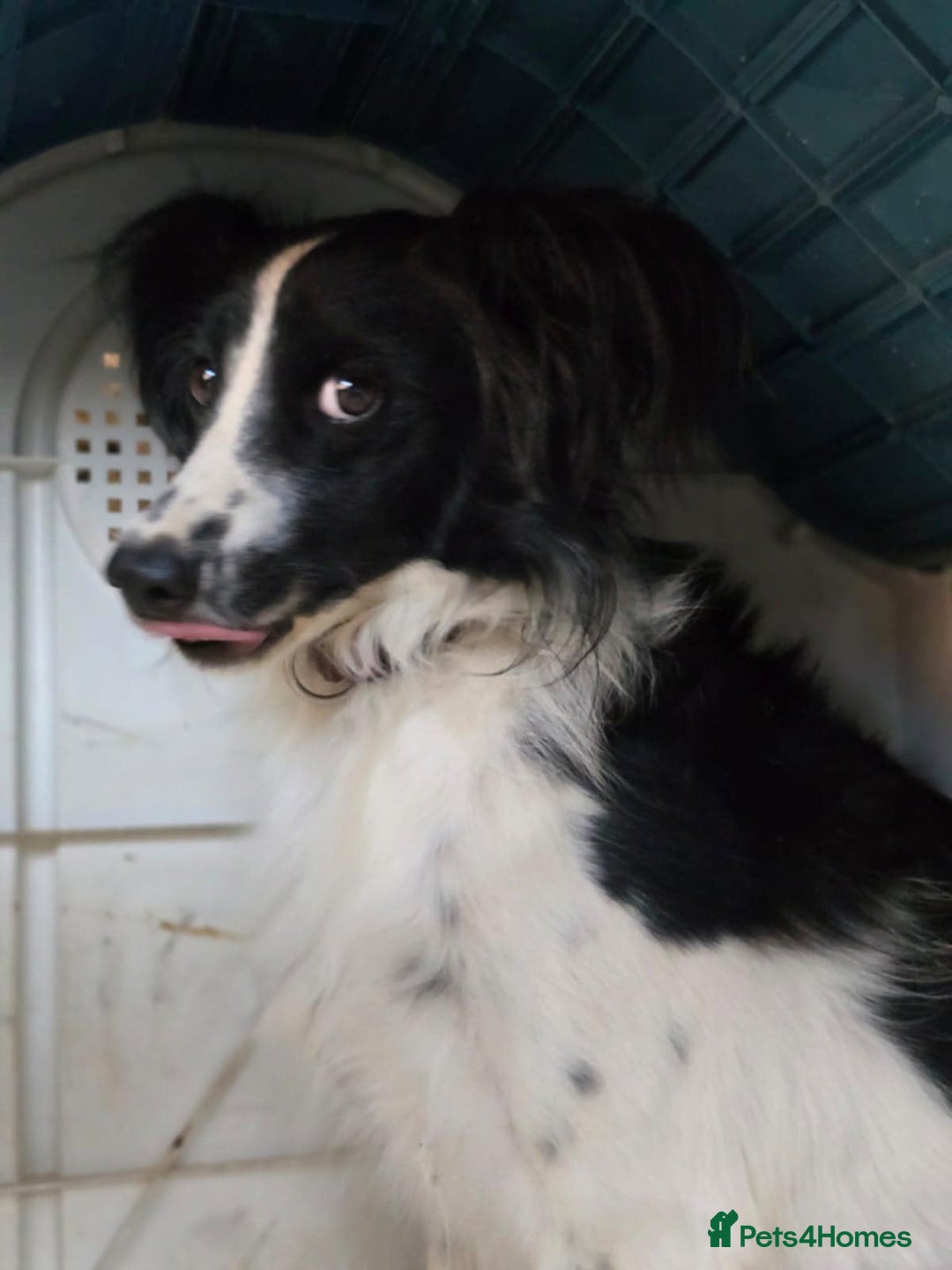 Cocker Spaniel dogs for adoption: Lena! - Image 4