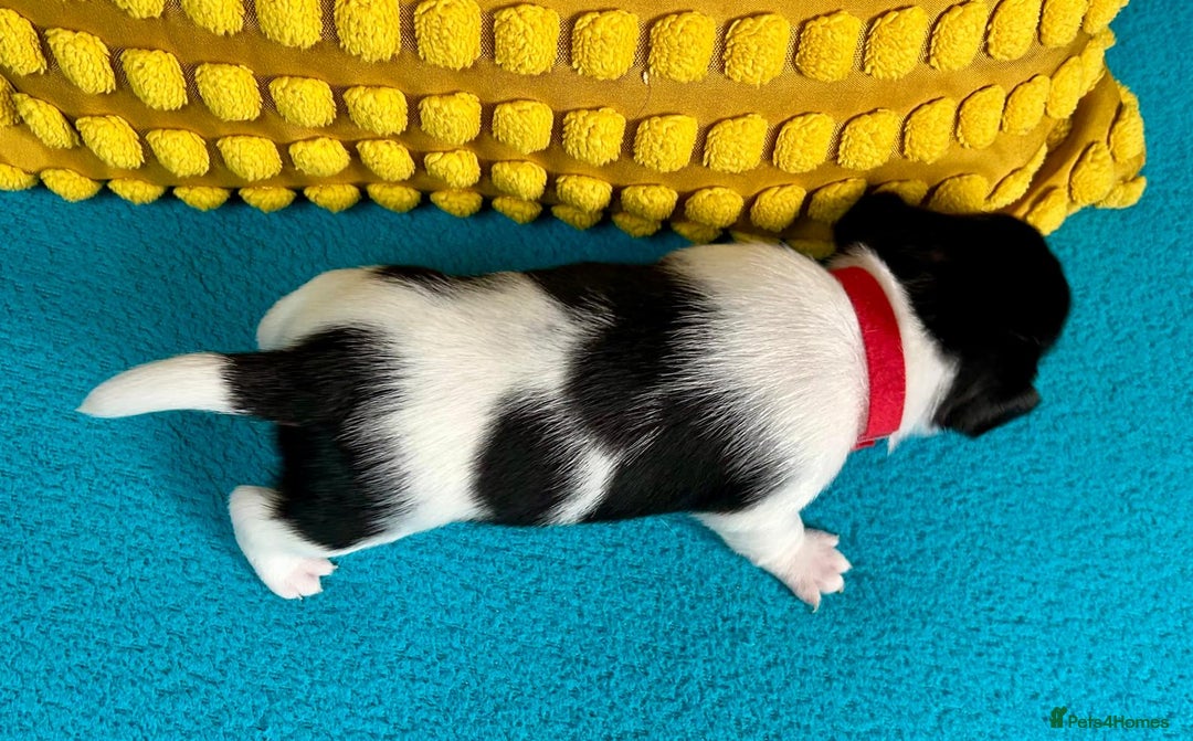 Jack Russell dogs for sale: Quality pure bred  Jack Russel babies  - Advert 27