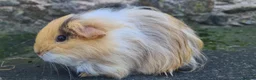 Rat rodents for sale: male guinea pigs (shelties, fuzzy and smooth)  - Advert 5