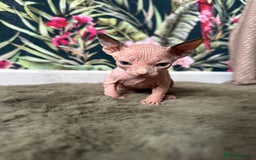 Sphynx cats for sale:  6 Beautiful Sphynx Kittens Ready Soon – 5★ - Image 38