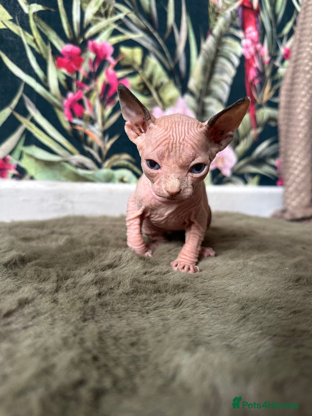 Sphynx cats for sale:  6 Beautiful Sphynx Kittens Ready Soon – 5★ - Image 38