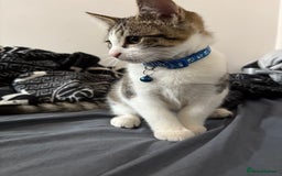 Domestic Shorthair cats for sale: Kitten for sale  - Image 3