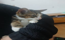 Domestic Shorthair cats for sale: 🐾 9 Beautiful Kittens - Image 29