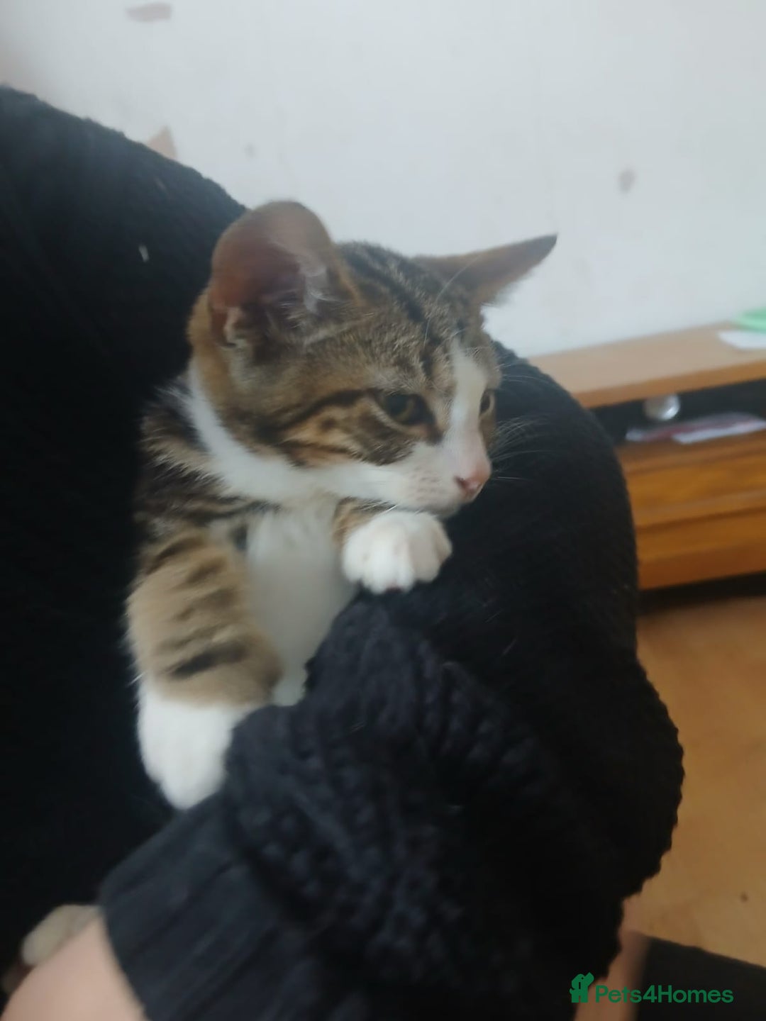 Domestic Shorthair cats for sale: 🐾 9 Beautiful Kittens - Image 29