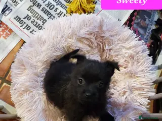 Mixed Breed dogs Beautiful Miss-hap litter - Advert 8