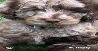 Cockapoo dogs - Advert 10