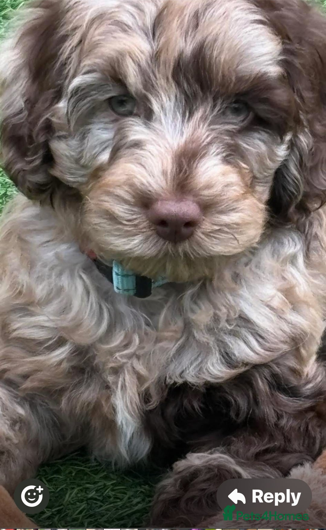 Cockapoo dogs for sale: F1B Cockapoo’s  - Advert 8