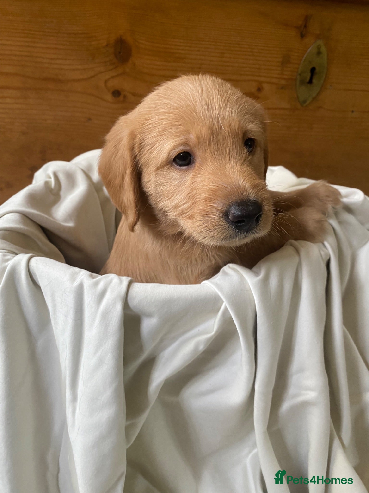 Labradoodle dogs 1 Beautiful boy Miniature Labradoodle - Advert 6