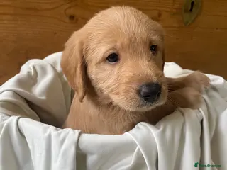 Labradoodle dogs 1 Beautiful boy Miniature Labradoodle - Advert 6
