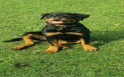 Rottweiler dogs for sale: Stunning Rottweiler Puppy - Image 2