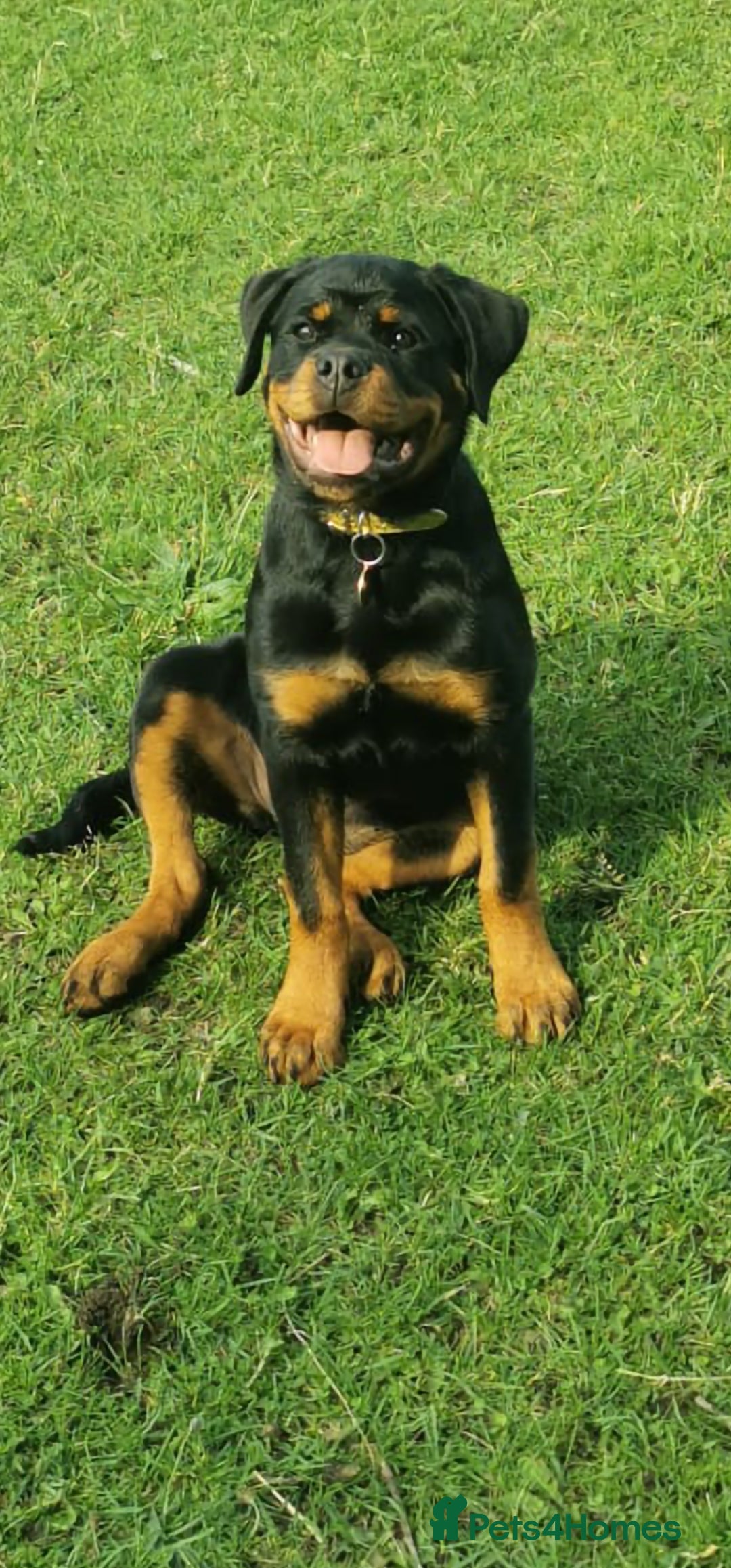 Rottweiler dogs for sale: Stunning Rottweiler Puppy - Image 2