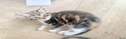 Mixed Breed cats for sale: Beautiful kittens looking for their forever home in Derby - Advert 6
