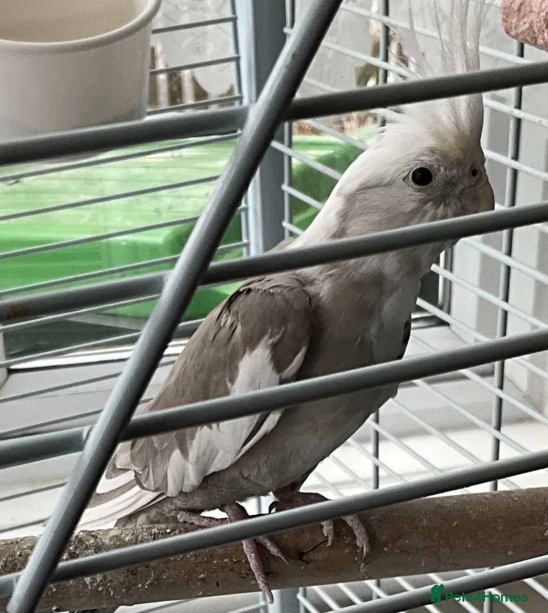 Cockatiels birds for sale: Cinnamon Cockatiel Female - Advert 1