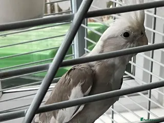 Cockatiels birds for sale: Cinnamon Cockatiel Female - Advert 2