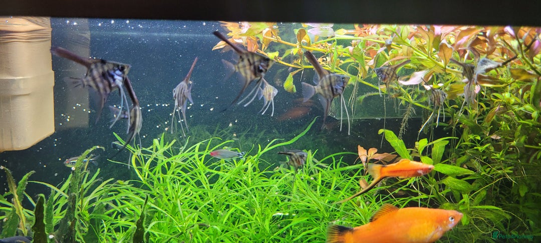 Angelfish fish for sale: Stunning stripes Angel Fish - Advert 13