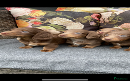 Miniature Dachshund dogs for sale: Miniature longhair dachshund puppies  - Image 7
