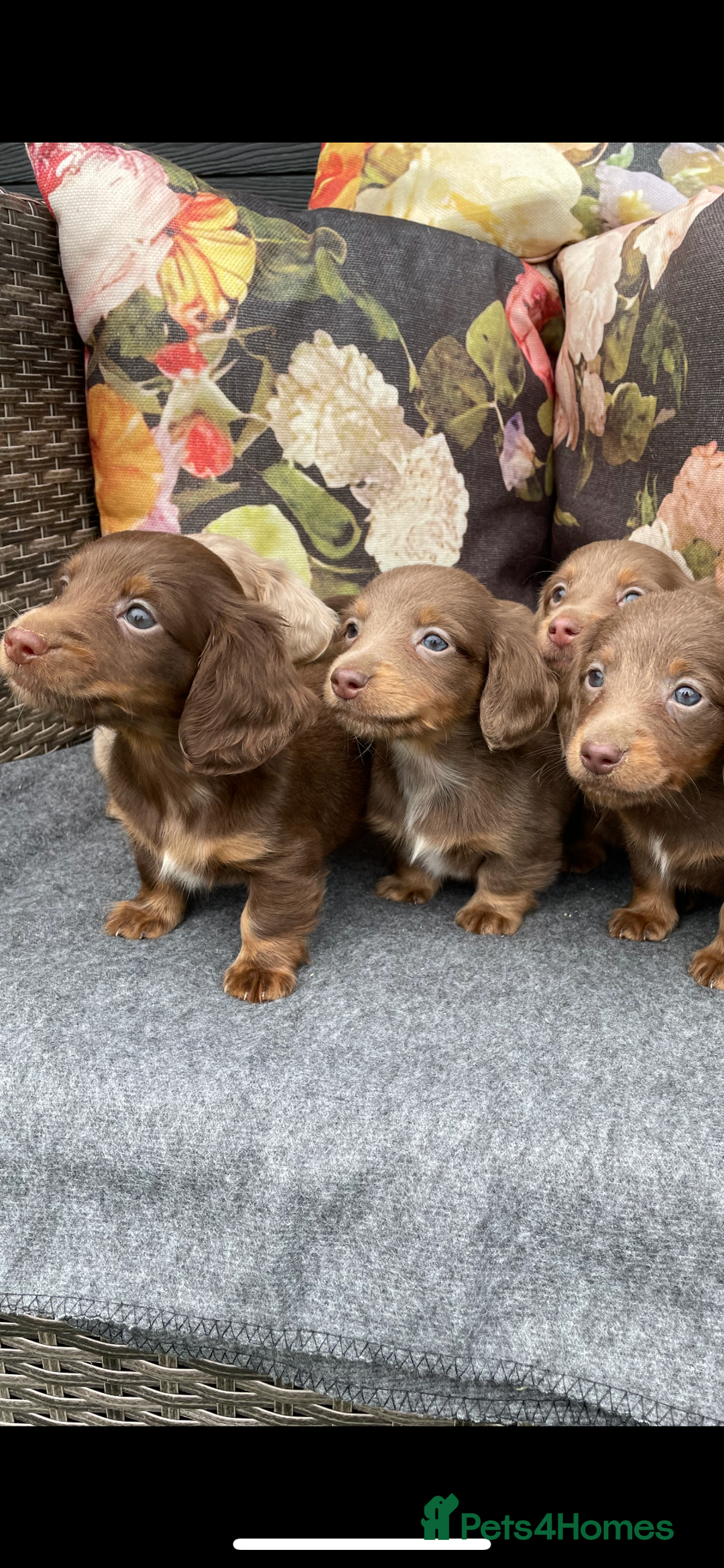 Miniature Dachshund dogs for sale: Miniature longhair dachshund puppies  - Image 7