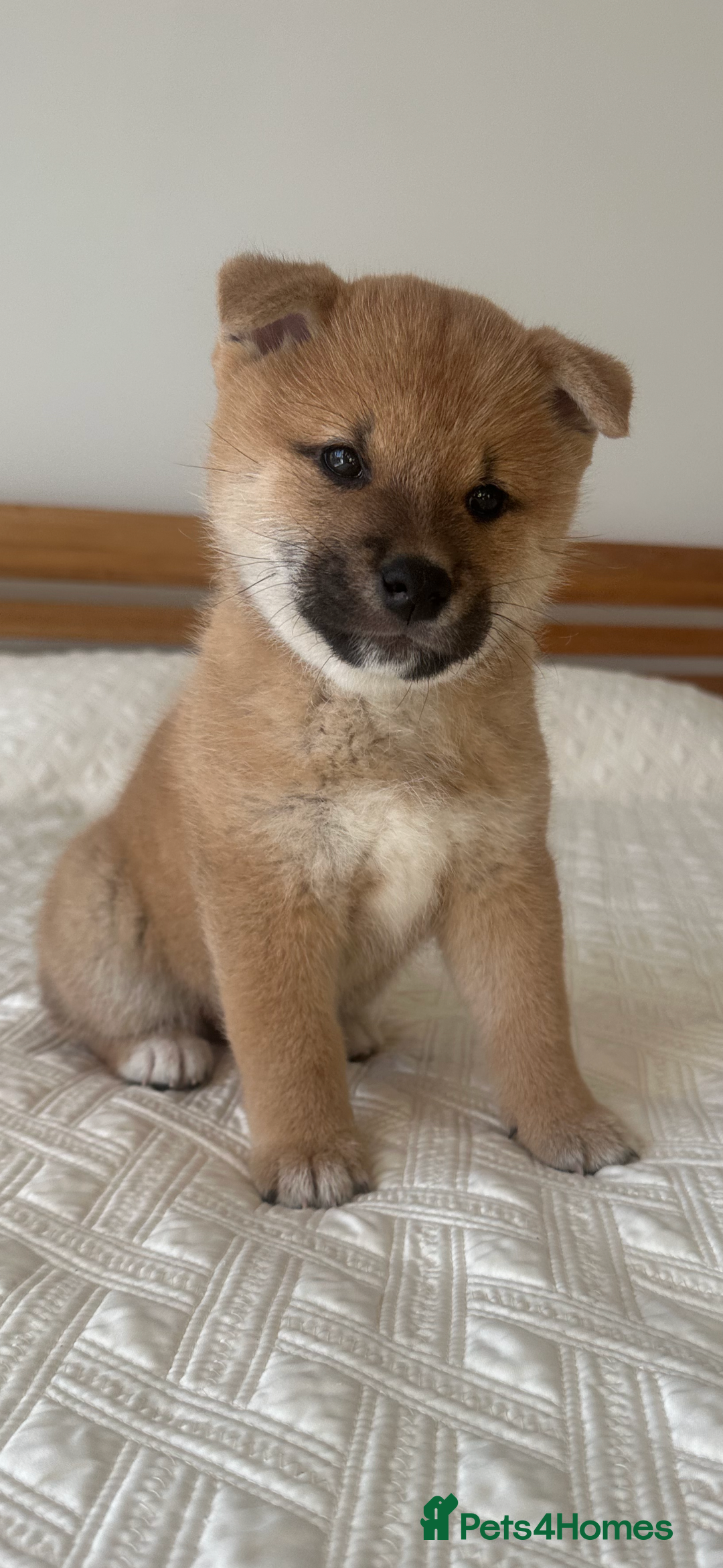Japanese Shiba Inu dogs for sale: Gorgeous, KC-Registered Shiba Inu Puppies - Advert 18