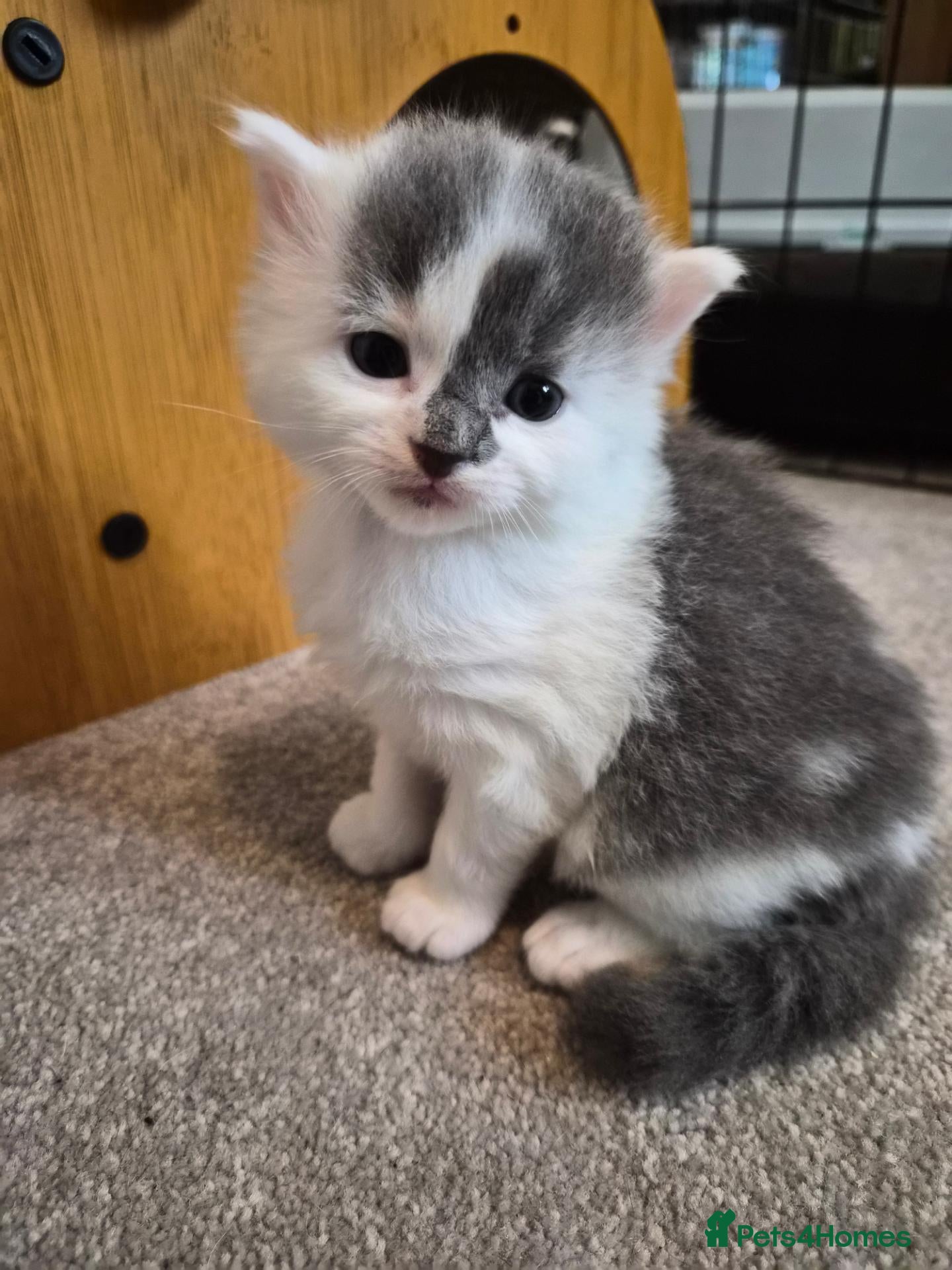 Mixed Breed cats Beautiful Kittens looking for loving homes  - Advert 1