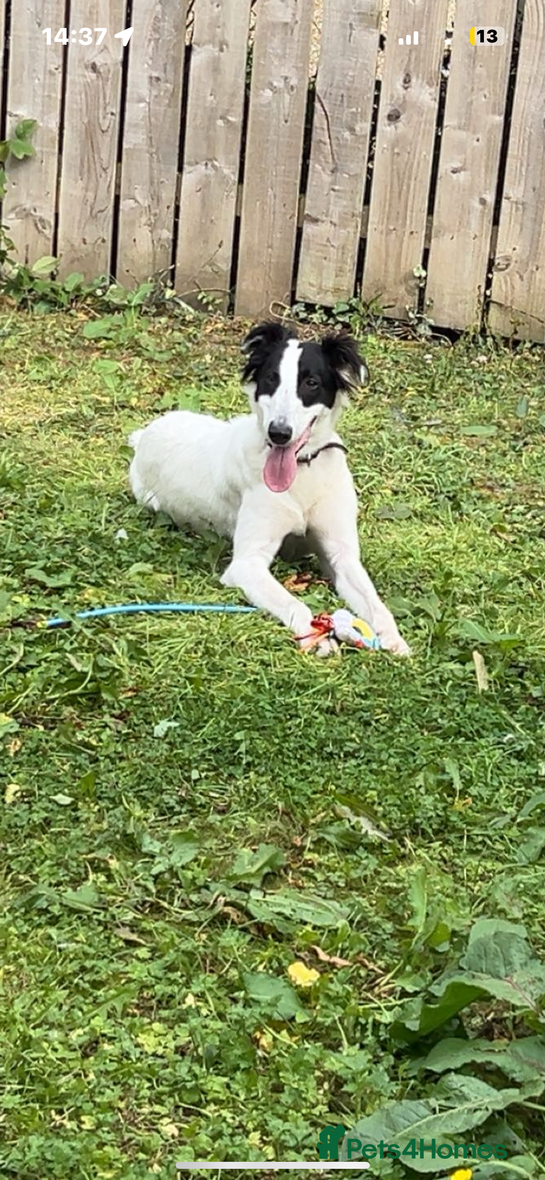 Saluki dogs for sale: Saluki greyhound  - Advert 3