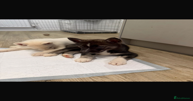 Siberian Husky dogs 3 x Siberian husky puppies  - Advert 14