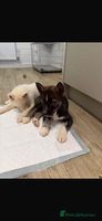 Siberian Husky dogs 3 x Siberian husky puppies - Advert 12