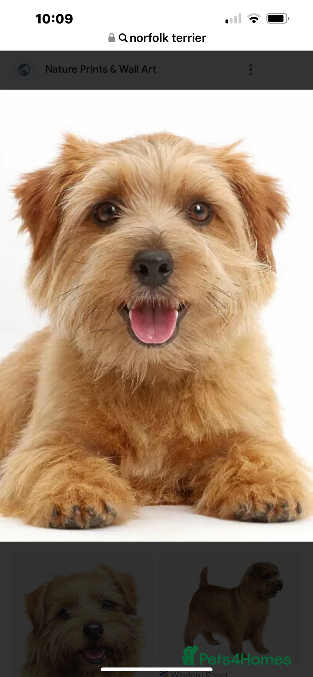 Norfolk Terrier dogs for sale: Silverlily £300 deduction on 1st years insurance! - Advert 26