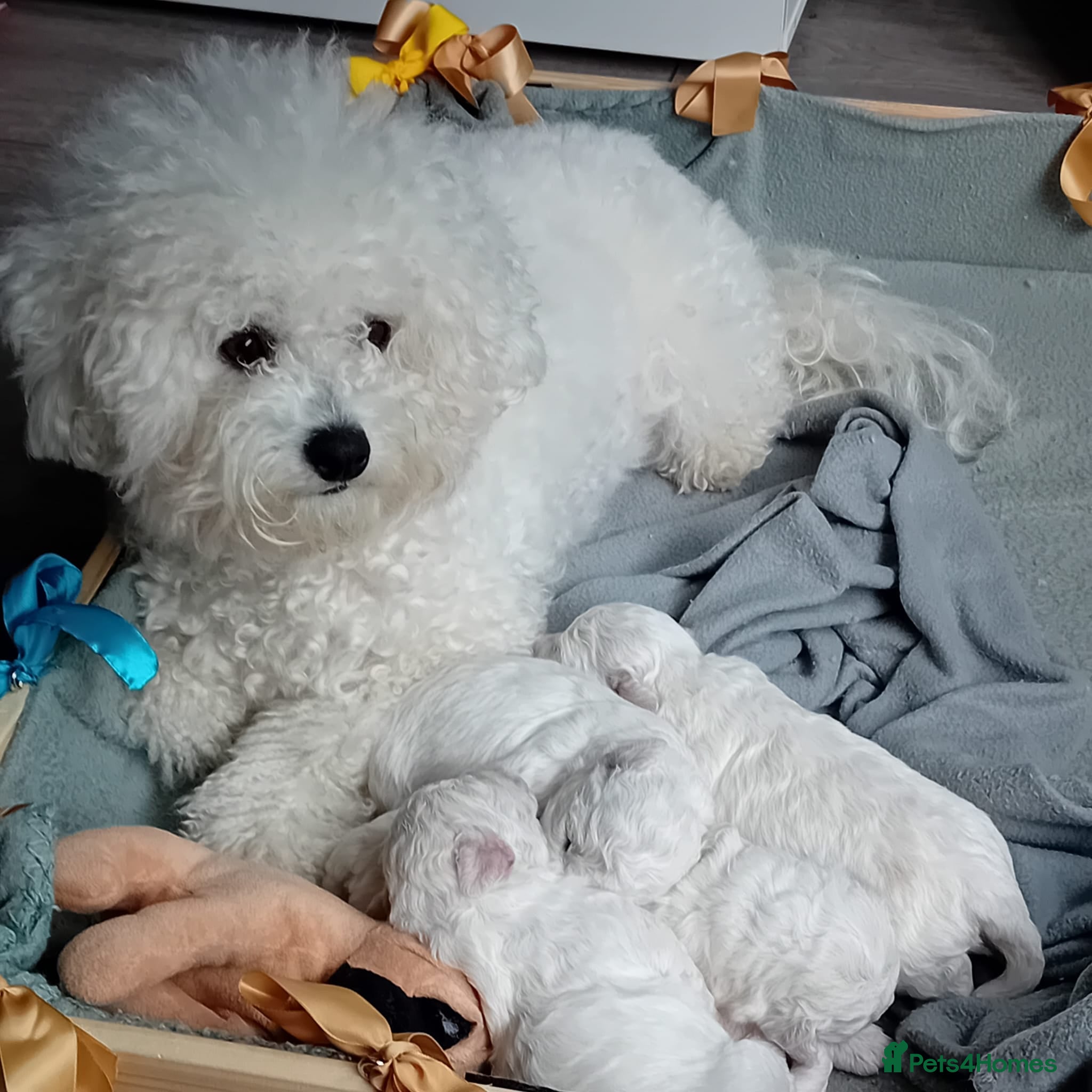 Bichon Frise dogs Bichon Frise ( 2 boys 2 girls ) - Advert 1