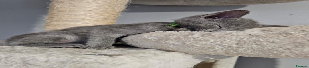 Russian Blue Kitten 2