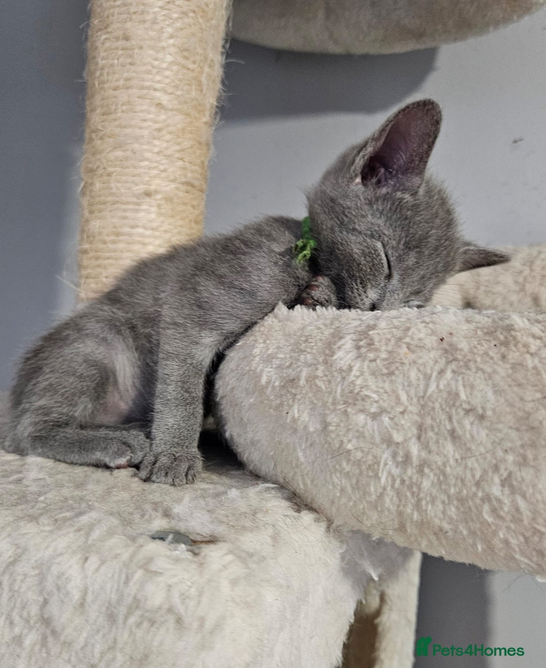 Russian Blue cats for sale: Mix Russian Blue and Maine Coon - Image 4