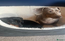 Miniature Dachshund dogs for sale: AVAILABLE NOW! Little Legs & Big Hearts - Advert 18