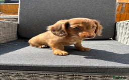 Miniature Dachshund dogs for sale: Dachshund puppies - Image 27