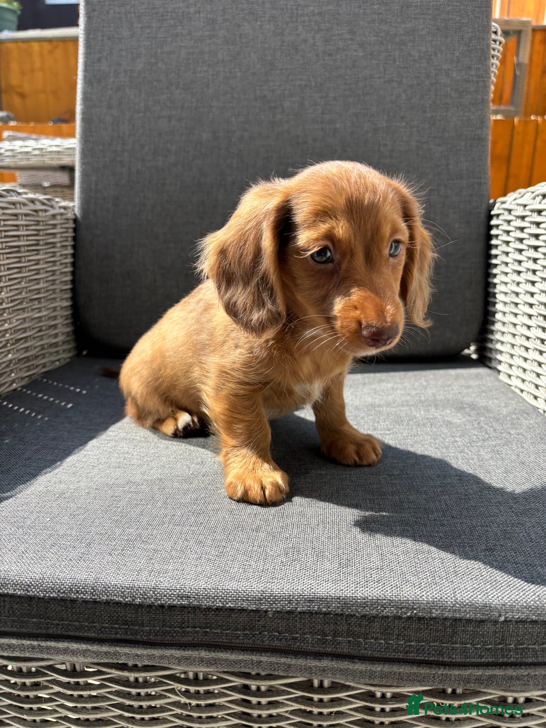 Miniature Dachshund dogs for sale: Dachshund puppies - Image 27
