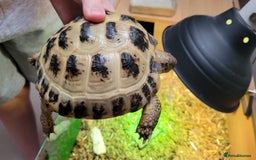 Tortoise reptiles for sale: RESERVED Horsfields Tortoise with Vivexotic Set Up - Image 4