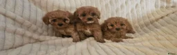 Cavapoo dogs for sale: Cavapoo Deep Red Puppies  - Advert 5